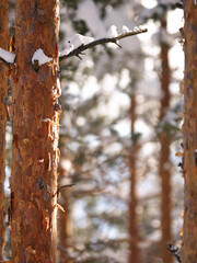 Fototapeta premium Snow, tree trunk and forest in winter, nature and plants in environment at park in Europe. Outdoor, ice and woods with freezing weather, cold and frost in the countryside on a background in Sweden