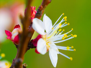 Plum blossom, closeup and tree in spring with growth, leaves and floral bud or petal outdoor in field. Flower, fruit plant or ecology in China for produce, conservation or horticulture in environment