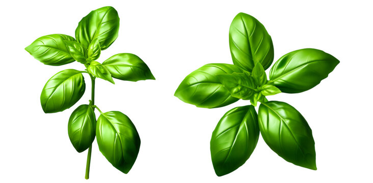 fresh basil leaves isolated on ehite transparent background, PNG