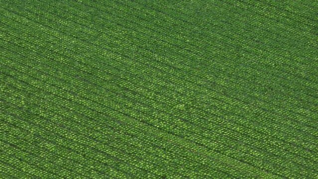 Aerial view of vegetables green cabbage growing in rows