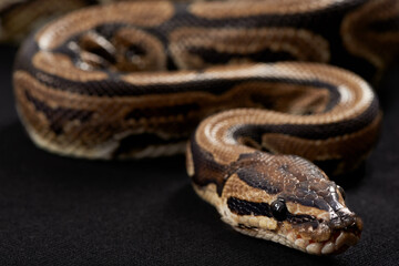 Closeup, snake and scales with python on black background for tropical, wildlife and conservation....