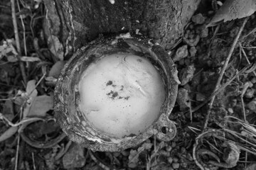 Rubber tapping, Tapping latex rubber tree, Rubber Latex extracted from rubber tree , agricultural...