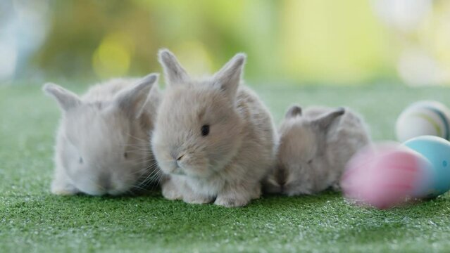 Group of baby bunnies on artificial green grass near easter eggs. Symbol of Easter day.