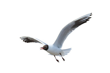 Beautiful flying seagull isolated on transparent background png file	
