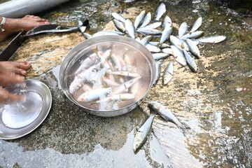 Indian woman hand cleaning fish. Rohu fish. It is a species of fish of the carp family. its other names rui fish, roho labeo, Labeo rohita.