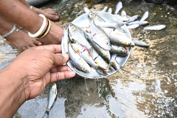 Indian woman hand cleaning fish. Rohu fish. It is a species of fish of the carp family. its other names rui fish, roho labeo, Labeo rohita.