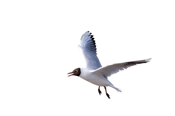 Beautiful flying seagull isolated on transparent background png file	
