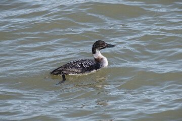 Common Loon (Gavia immer) Swimming In Lake