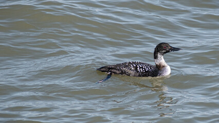 Common Loon (Gavia immer) Swimming In Lake Side Profile
