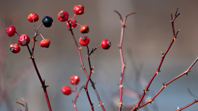 Close Up Of Red Rose Hips On Thorny Bush
