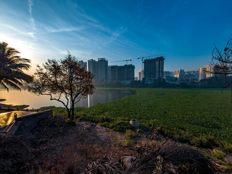 Green water hyacinth covers the river Mula Mutha at Pune India. It forms dense, impenetrable mats which clog waterways, making boating, fishing and almost all other water activities, impossible.