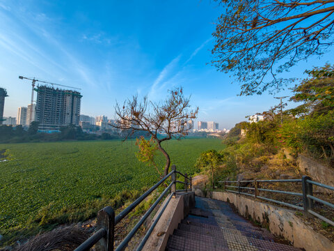 Green water hyacinth covers the river Mula Mutha at Pune India. It forms dense, impenetrable mats which clog waterways, making boating, fishing and almost all other water activities, impossible.