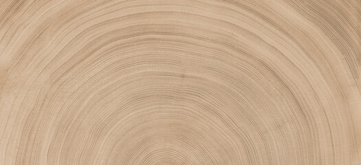 Natural unfinished wood slice tree rings background. Smooth curved lines in a spiral pattern. - 738482017