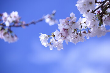 青空と桜