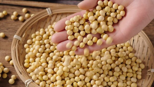 Dried soybeans seeds or soya in hand on table.