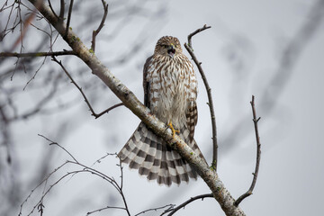 coopers hawk found in Vancouver british columbia 