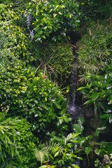 Fototapeta premium Backgound of bushes tropical jungle and mini waterfall