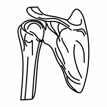 Human shoulder joint clipart sketch, with black and white thin lines isolated on white background