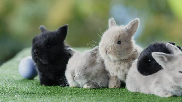 Group of adorable baby bunnies on artificial green grass. Cute little fluffy rabbits sniffing, looking around and sleeping on grass. Symbol of Easter day.