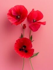 Three bright red poppies with delicate petals on a pink backdrop