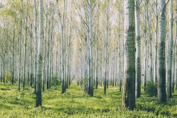 Deurstickers Birch forest © Aqeel