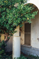 Entrée de maison à Banyuls-sur-Mer. Arbre poussant devant une façade. Immeuble décrépi.
