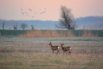 Tuinposter Buck and doe , roe deers on a meadow © Aqeel