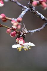 春を告げる梅の花