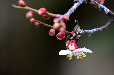 春を告げる梅の花