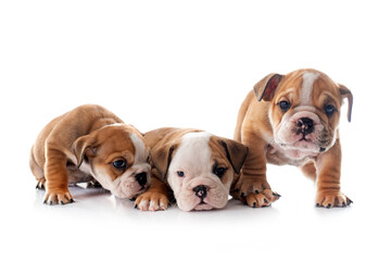 Obraz premium puppies english bulldog