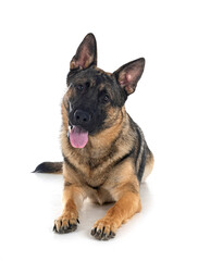 young german shepherd