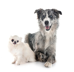 border collie and chihuahua in studio