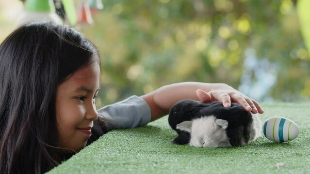 Asian child girl touching and playing with a adorable baby bunnies. Slow motion shot of kid love and care her cute rabbits. Child's love for a pet.