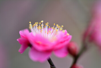 早春に咲くピンクの梅の花