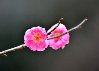 早春に咲くピンクの梅の花