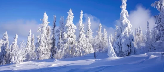 Papier Peint photo autocollant Denali Snow-covered winter forest in Alaska, a popular US travel destination.