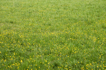 Field of yellow flowers growing in green grass on a spring day in Rhineland Palatinate, Germany.