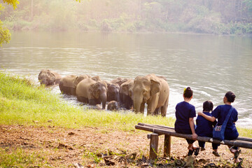 Back view of traveler's family looking at herd of Asian elephants bathing in the national park's...