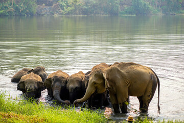 Herd or group of Asian elephants bathing in the river of the forest in northern national park.