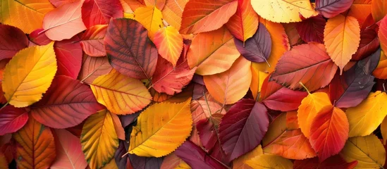 Rolgordijnen Colorful fall foliage backdrop. © Sona