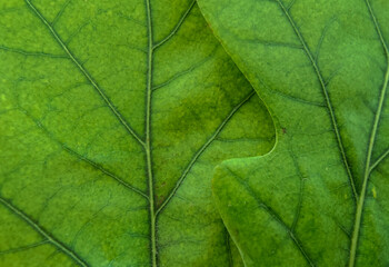 A close-up of fresh green oak tree leaves.  plant texture background. 