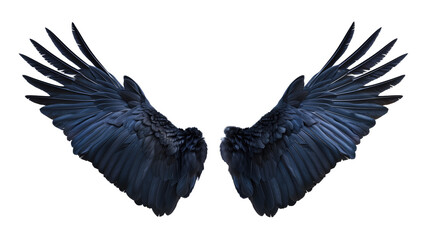 Majestic Spread of Raven Wings