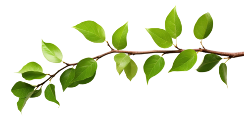 Fresh green leaves on a branch, cut out