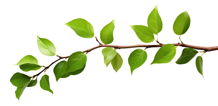 Fresh green leaves on a branch, cut out