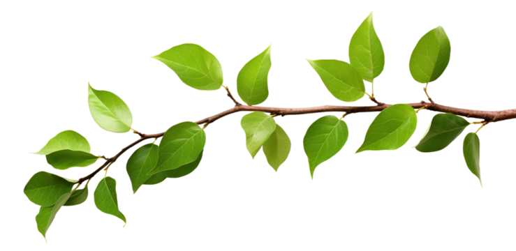 Fresh green leaves on a branch, cut out