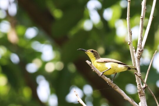 Female Olive-backed sunbird (Cinnyris jugularis) perching on tree