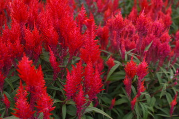 Close up red celosia argentea or bunga jengger ayam.