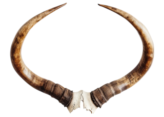 Horns isolated on transparent background