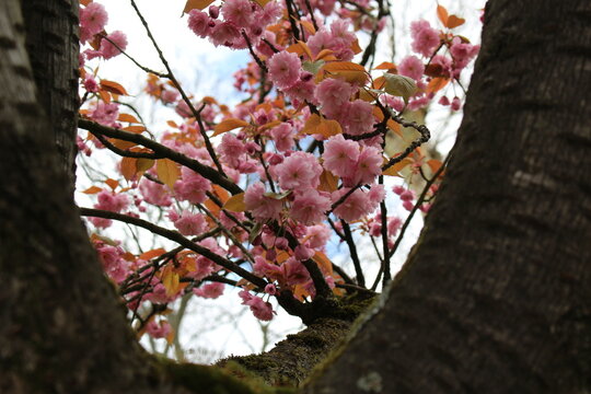 Cherry blossoms in spring time in Brussels, Belgium. Fresh pink cherry blossoms seen between tree trunks