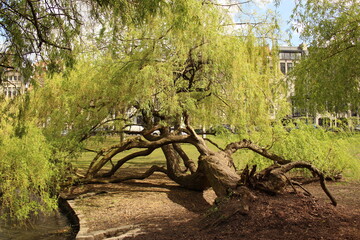 Fallen willow tree in spring growing sideways on the ground by a pond with branches dipping into...